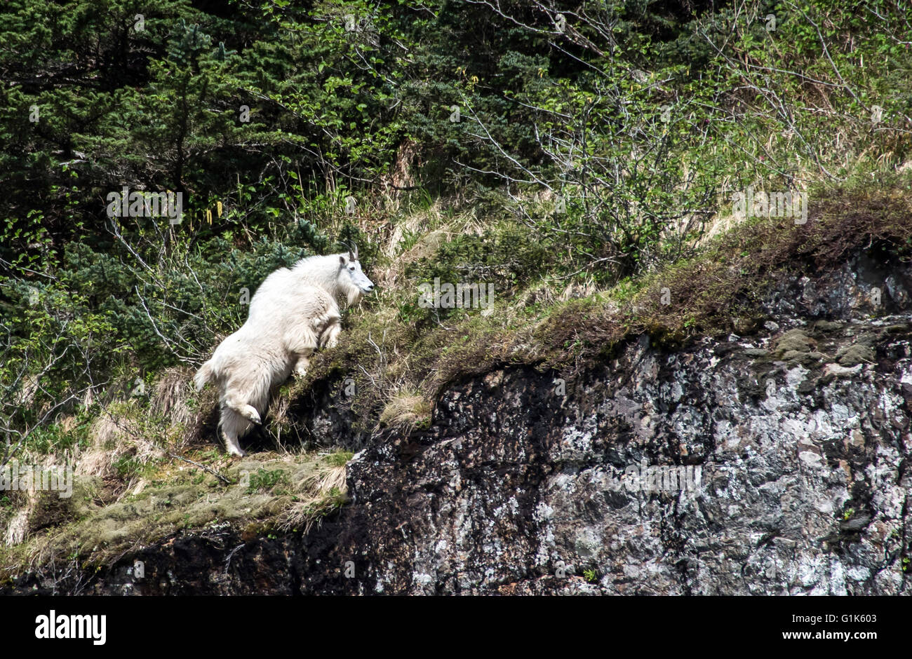 Mountain Goat along the cliffs in Alaska Stock Photo