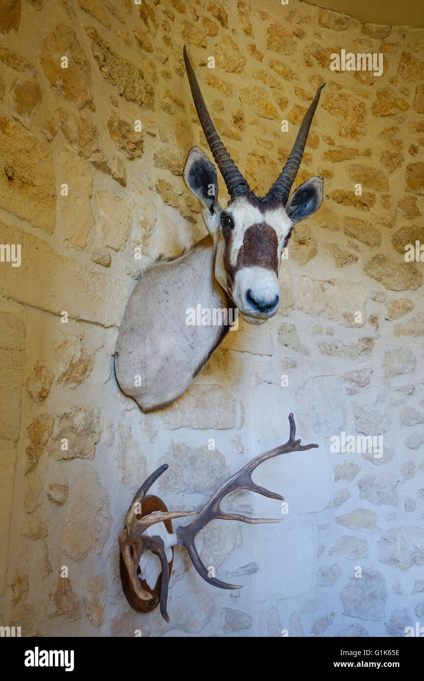 Vintage African Gemsbok, Oryx gazella, trophy, taxidermy and deer antler trophy on wall. Stock Photo