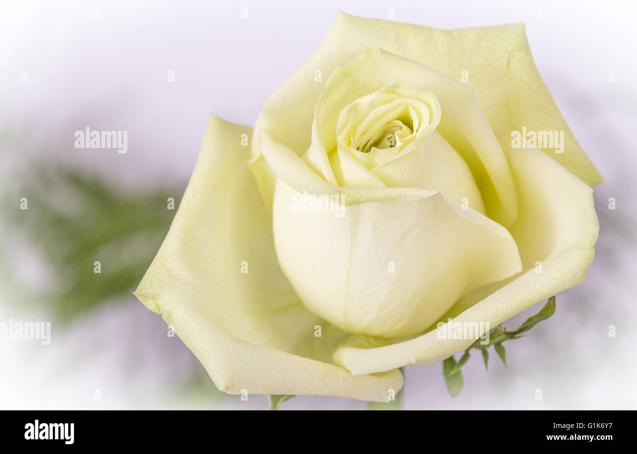 white yellow rose flower closeup Stock Photo