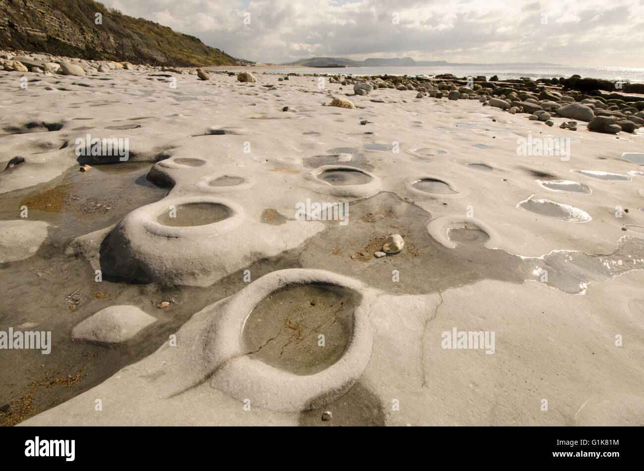 ammonite fossils on the "Ammonite Pavement" beach at Lyme Regis, Dorset