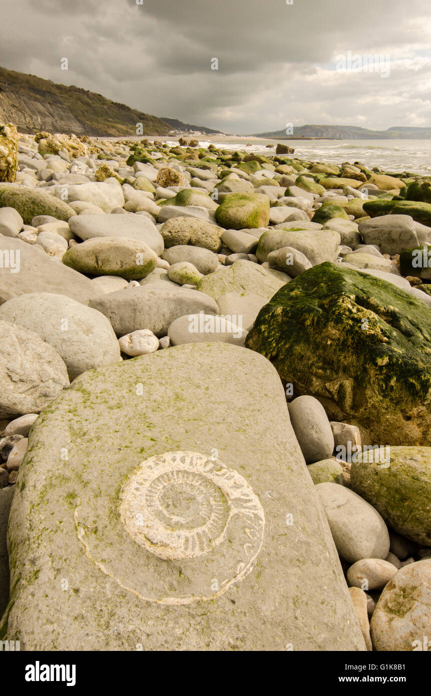 ammonite fossil on a rock on a beach at Lyme Regis, Dorset, UK Stock