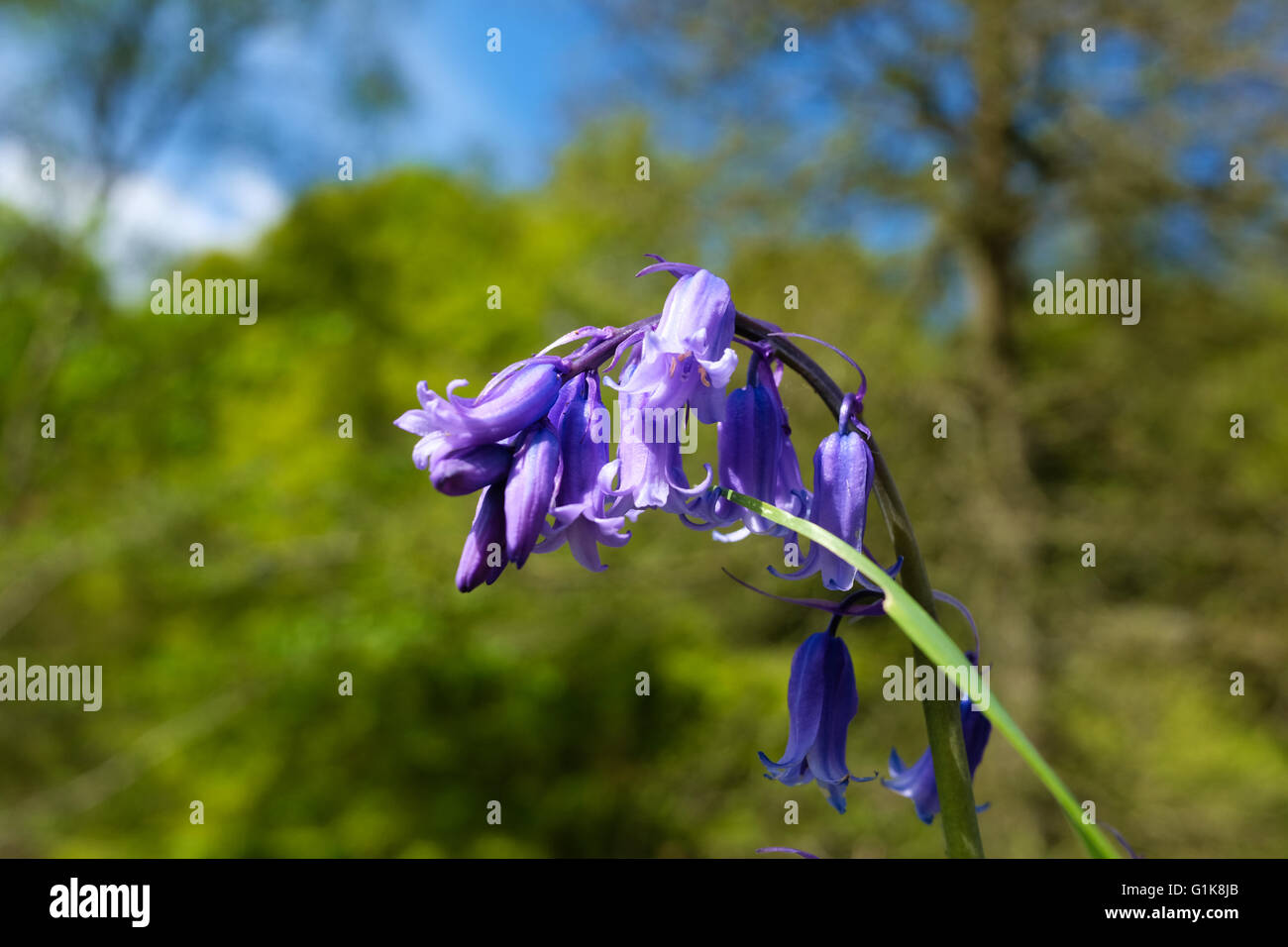Common Bluebell flowers, Hyacinthoides non-scripta. Stock Photo