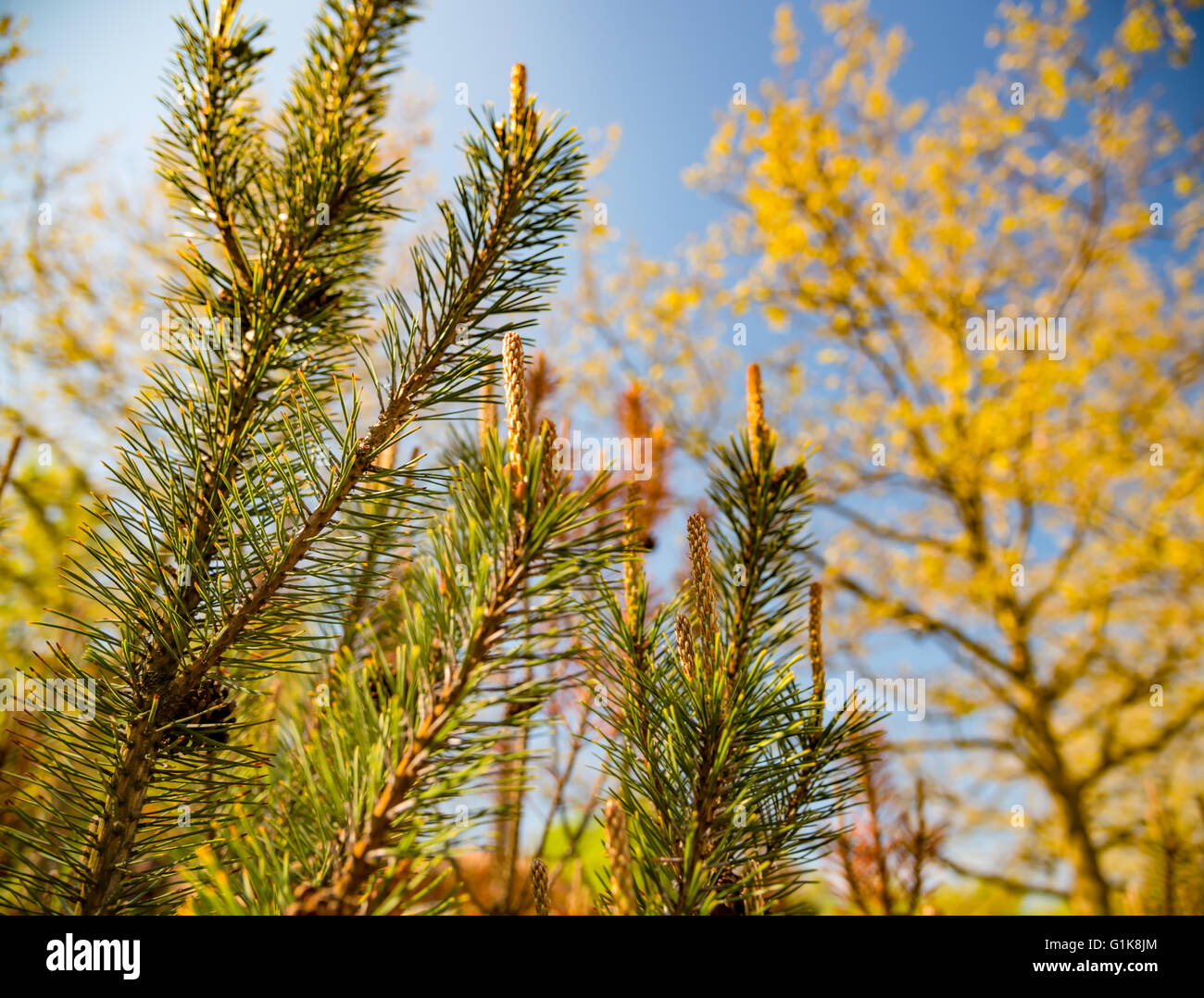 Fir-tree, blue sky and clouds behind Stock Photo