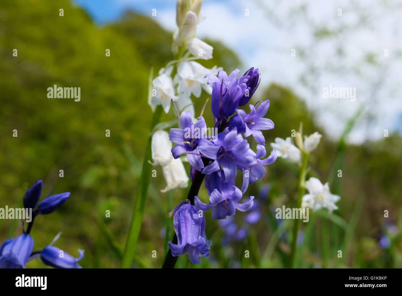 Common Bluebell flowers, Hyacinthoides non-scripta. Stock Photo
