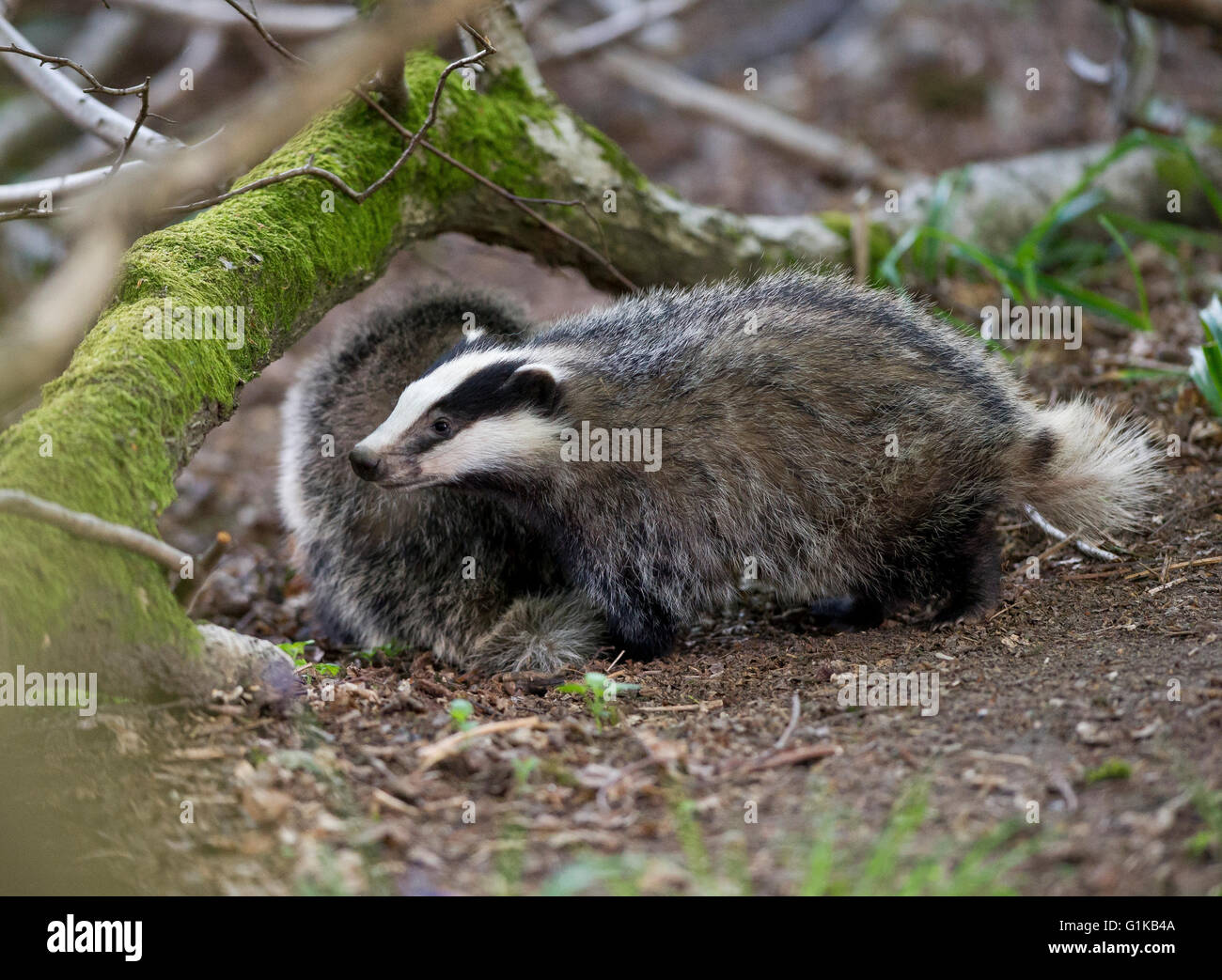 Two European Badger (Meles meles) cubs foraging in woodland Stock Photo