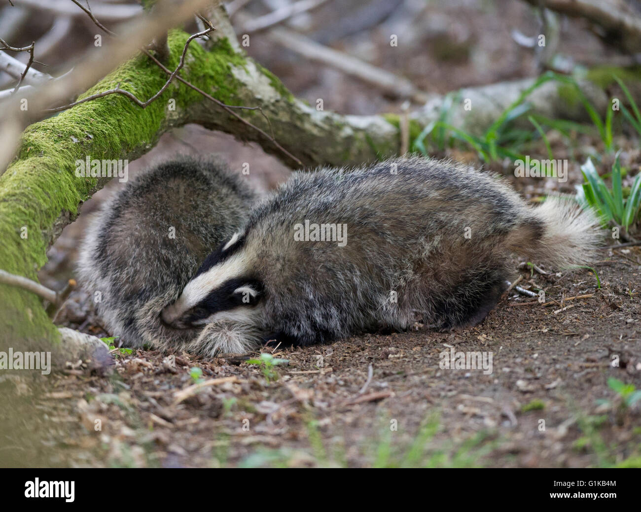 Two European Badger (Meles meles) cubs playing in woodland Stock Photo