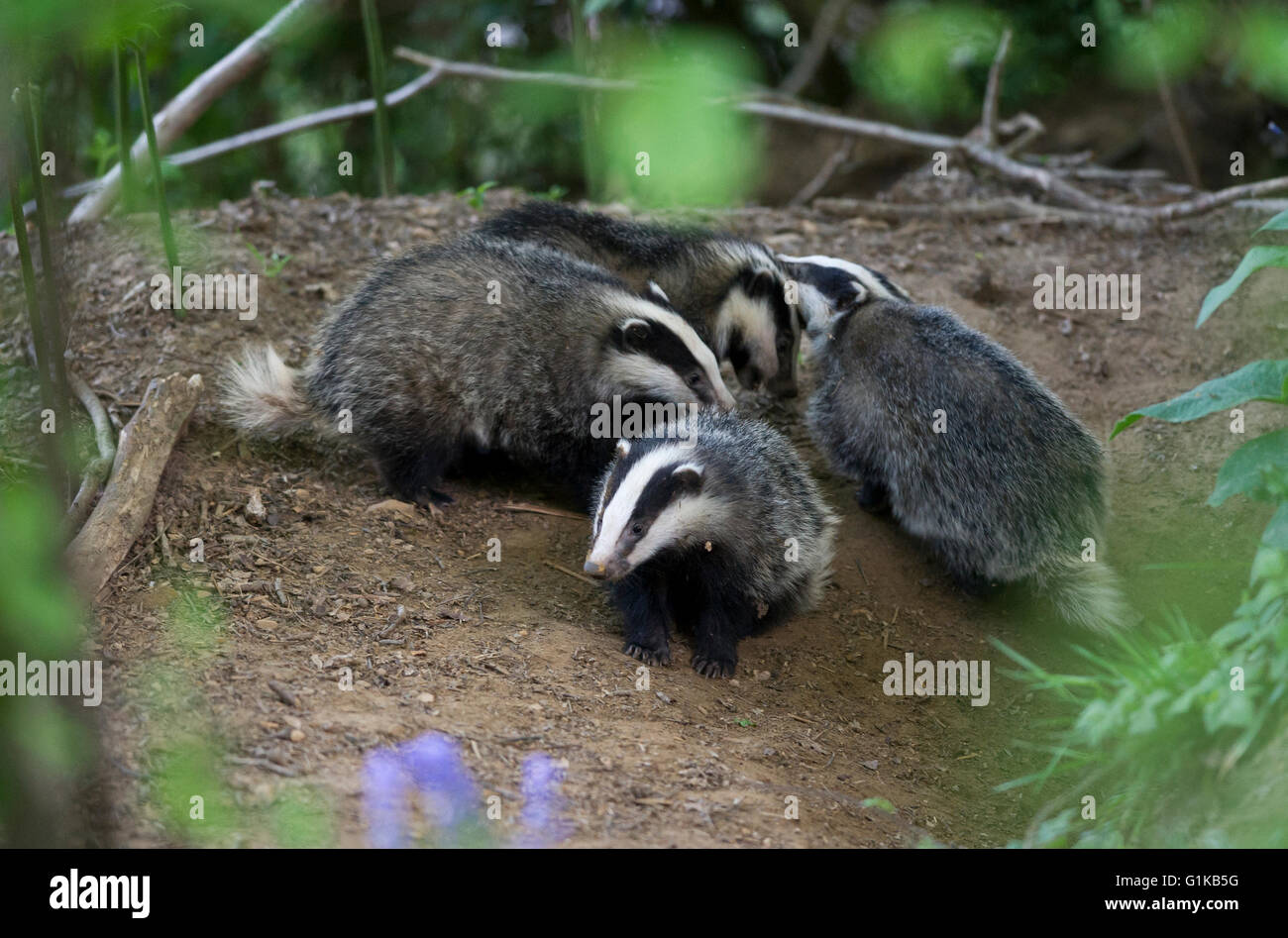 Four European Badger (Meles meles) cubs playing and foraging in woodland Stock Photo
