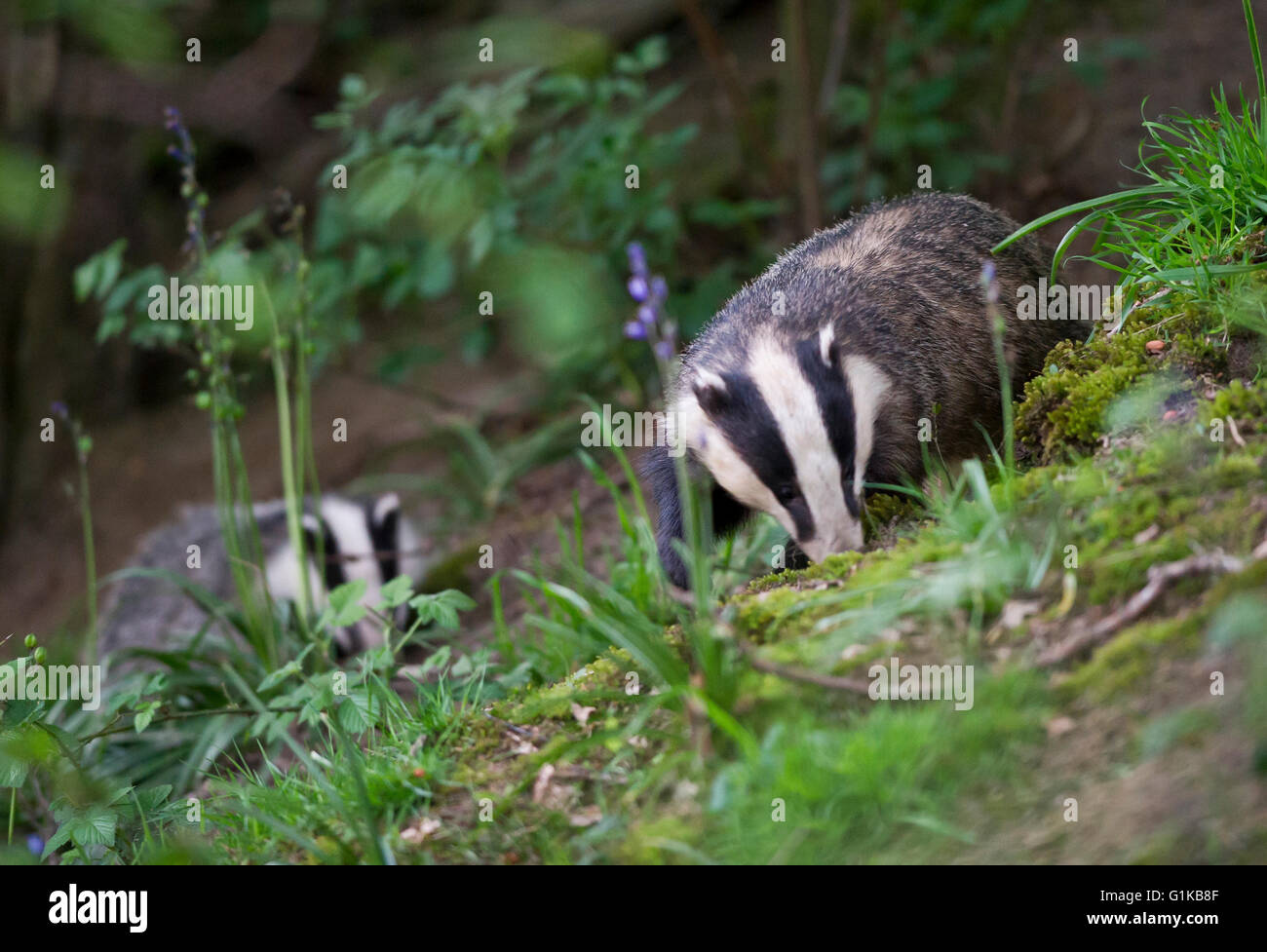 European Badgers (Meles meles) foraging in woodland Stock Photo