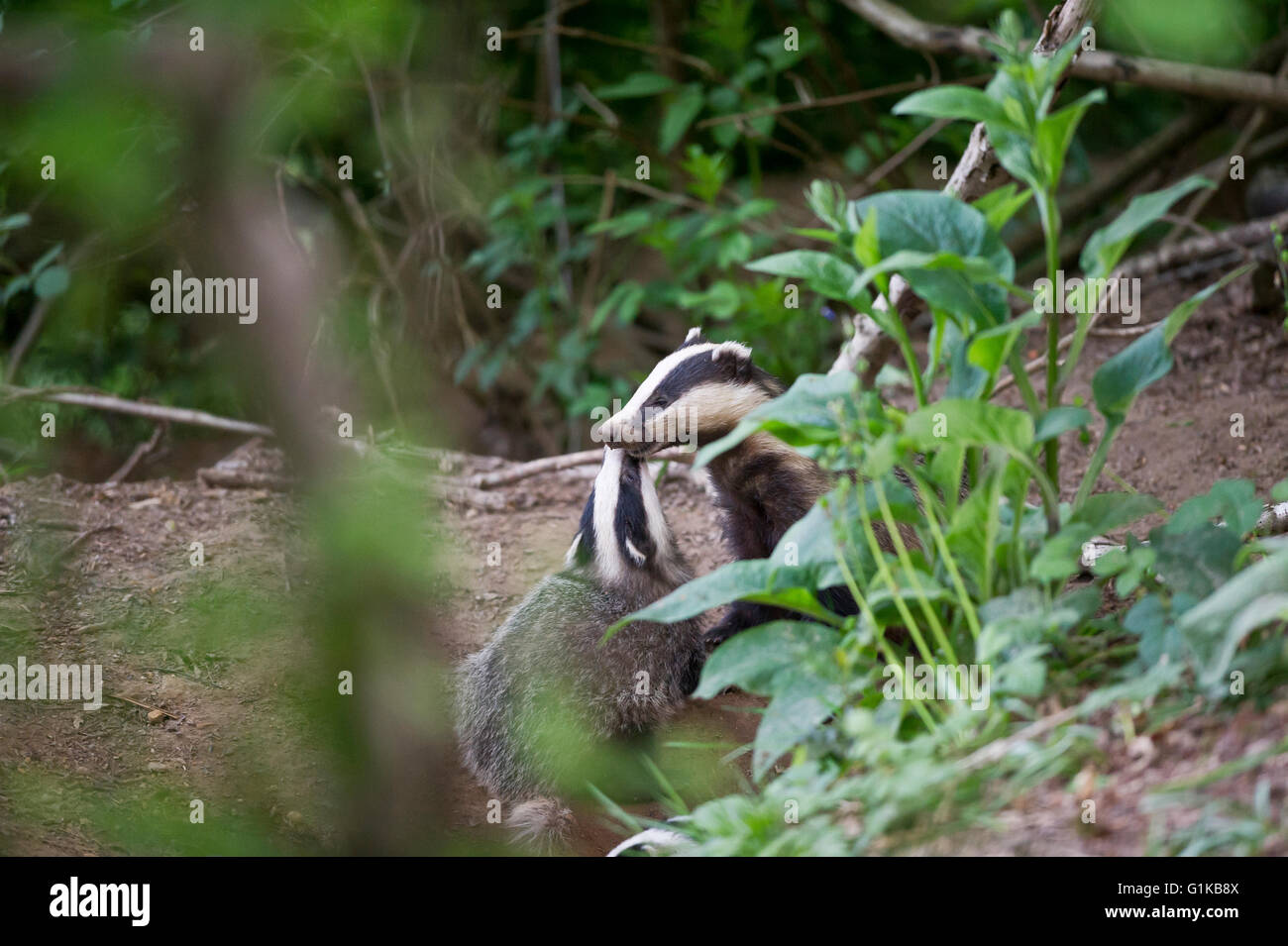 European Badgers (Meles meles) foraging in woodland - adult with cub Stock Photo