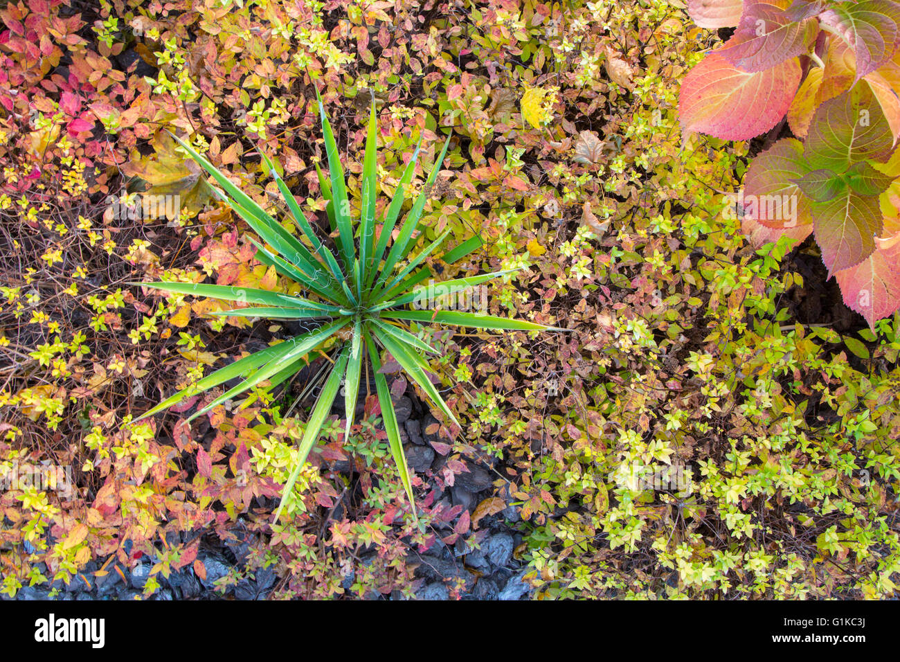 Lush leafy green background hi-res stock photography and images - Alamy