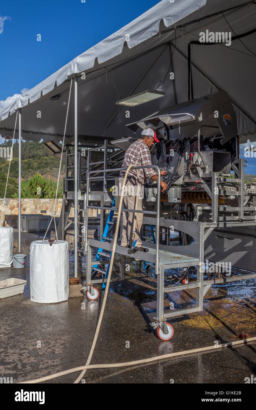 Worker cleaning destemming machine, crush pad, Quintessa, Rutherford, Napa Valley, Napa County, California Stock Photo