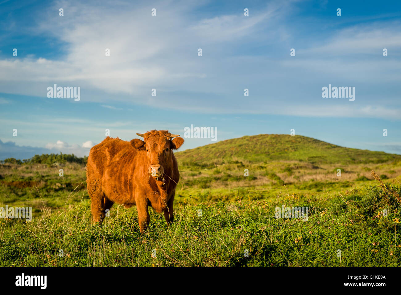 Cow in the fields of Madeira island Stock Photo