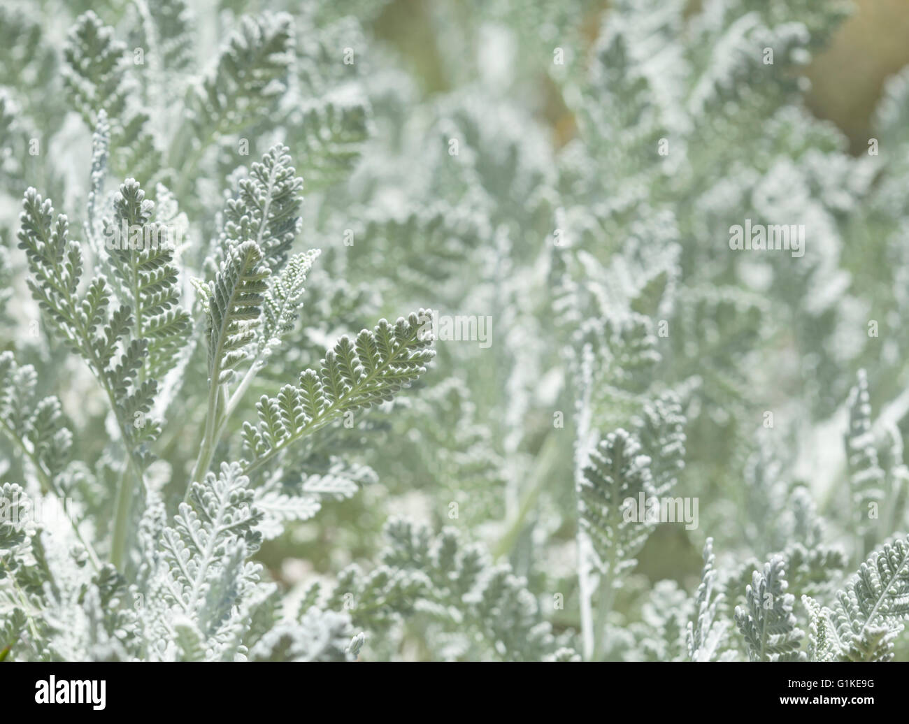 flora of Gran Canaria, leaves of Tanacetum ptarmiciflorum natural background, plant in danger of extinction Stock Photo
