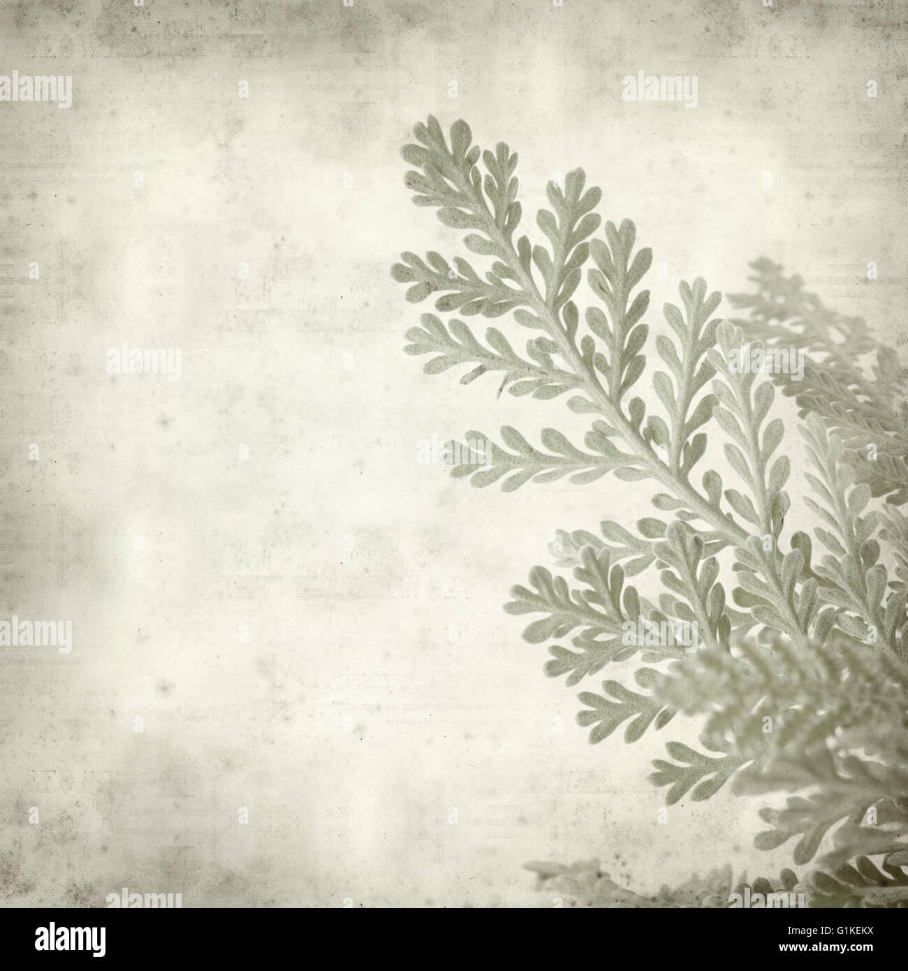 textured old paper background with silver tansy leaves Stock Photo