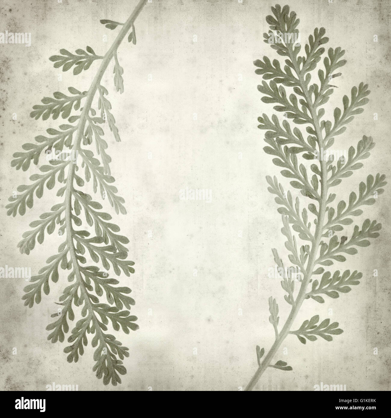 textured old paper background with silver tansy leaves Stock Photo