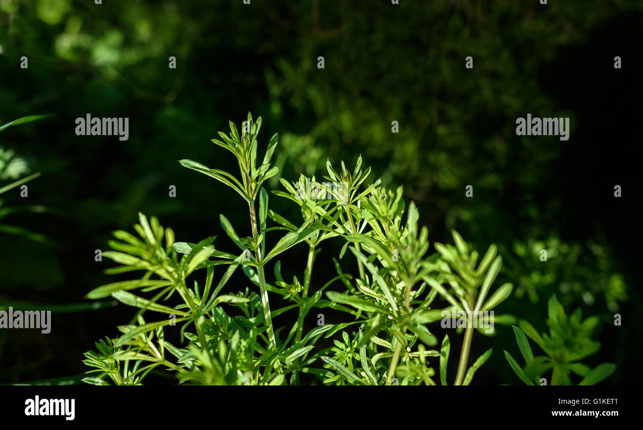 The creeping plant Cleavers that has medicinal properties. Stock Photo
