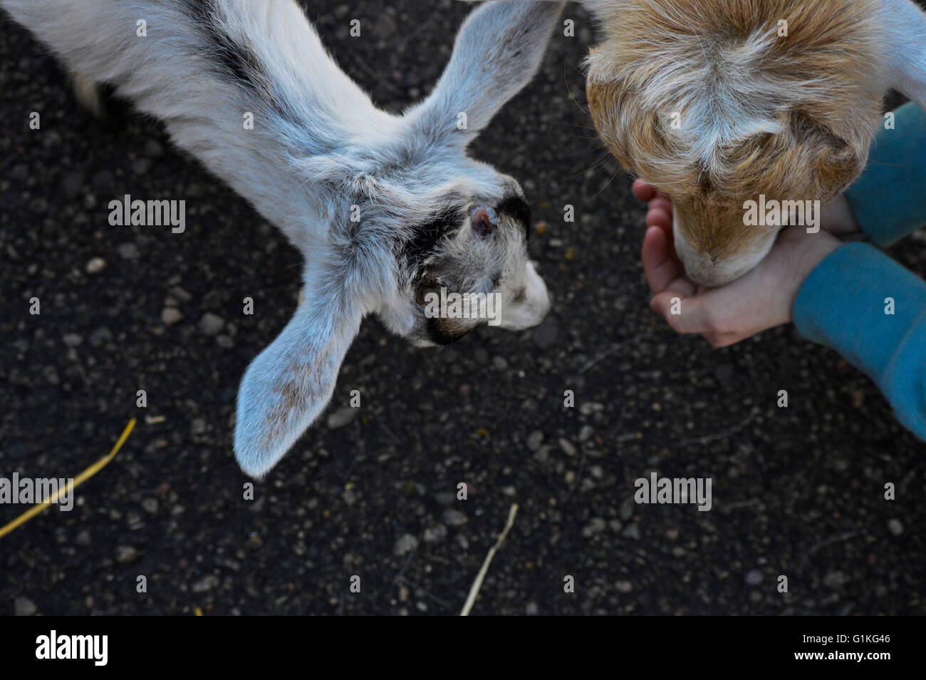 Kid Feeding a Goat Stock Photo Alamy