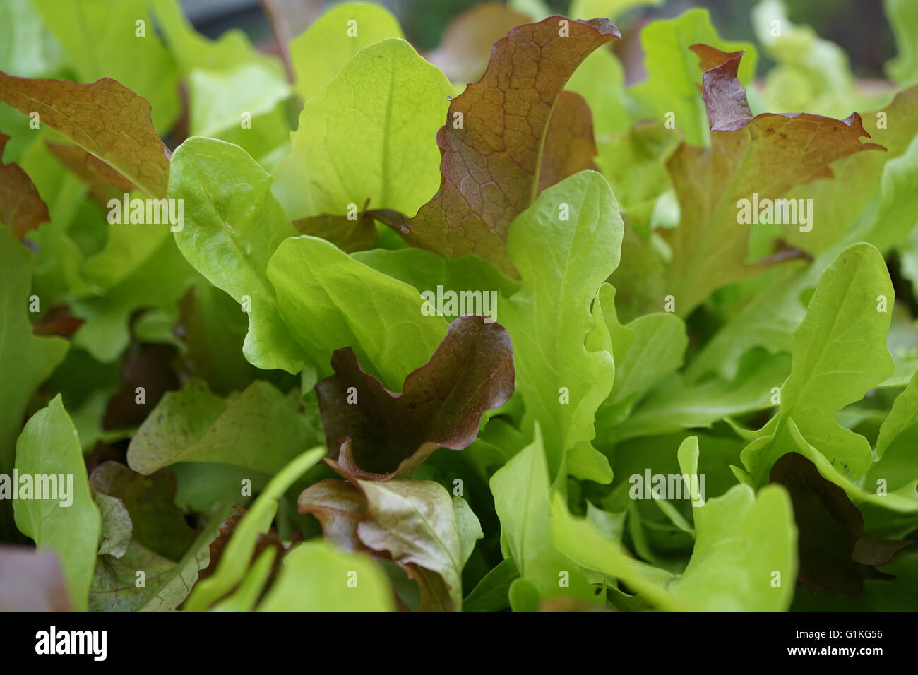 Close up of a blend of loose leaf lettuce Stock Photo Alamy