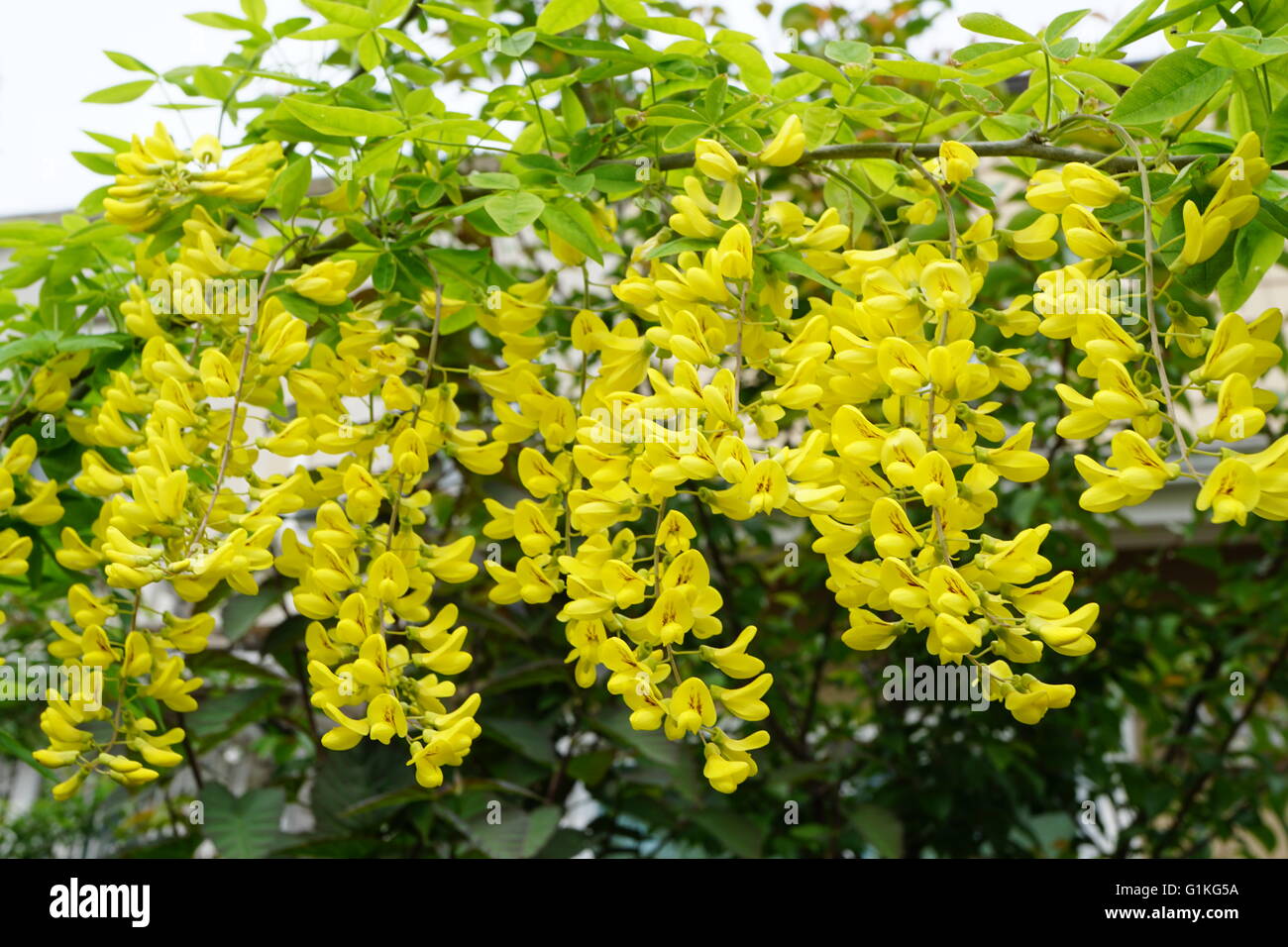 Flowers of the Alpine Chain Tree, 'Laburnum alpinum.' Stock Photo