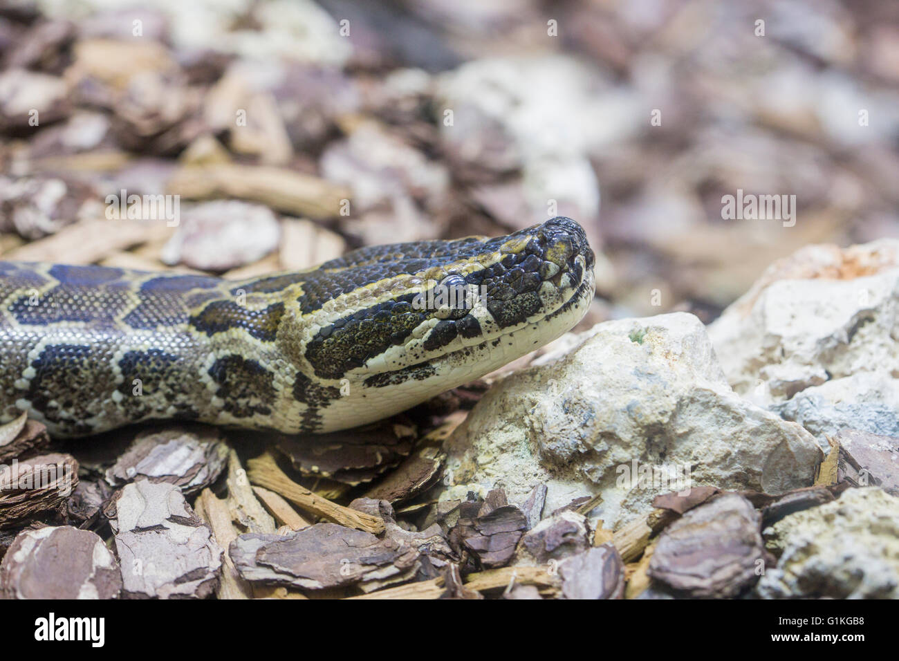 Closeup view of the head of an African rock python, Python sebae Stock Photo