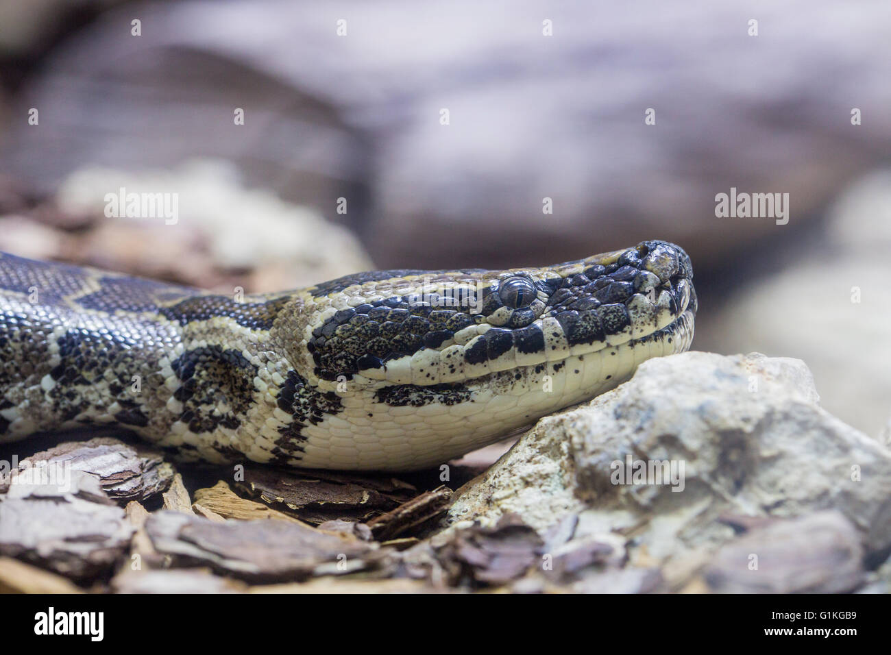 Macro view of the head of an African rock python, Python sebae Stock Photo