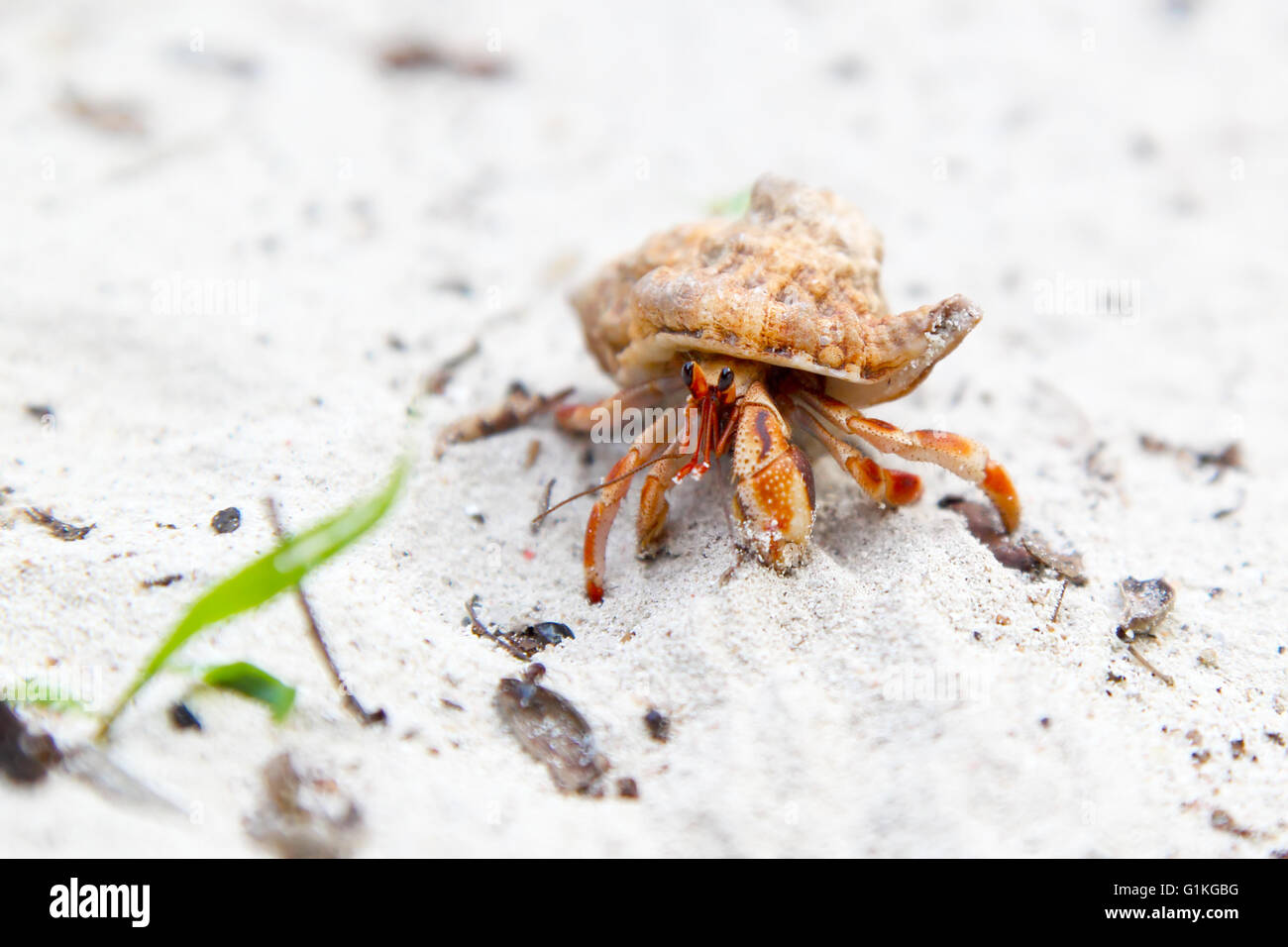 A small orange hermit crab walking on the white sand of a tropical beach Stock Photo