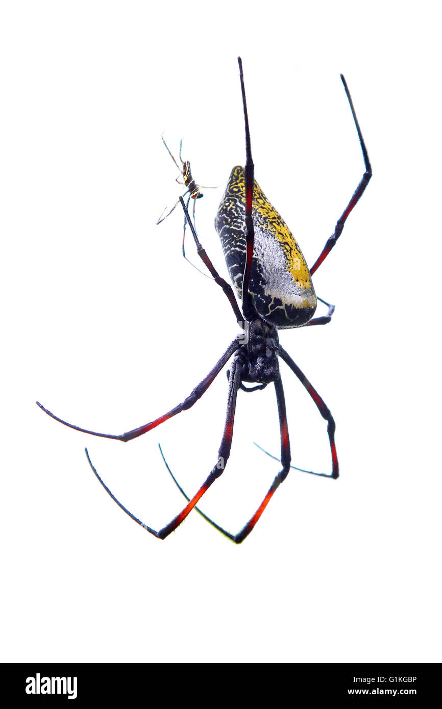 Couple of giant banana spiders, Nephila madagascariensis, mating on white background Stock Photo