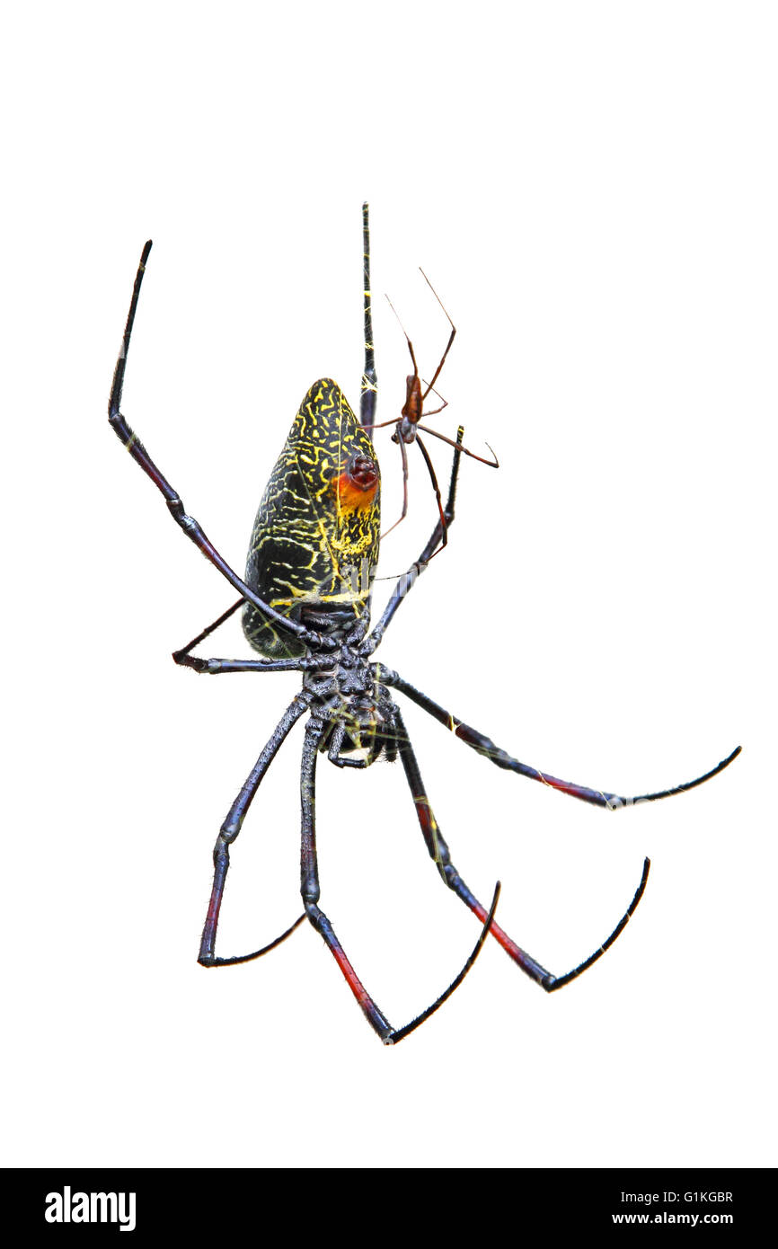 A small male of golden silk orb-weaver spider, Nephila madagascariensis, mating with a huge female. White background Stock Photo