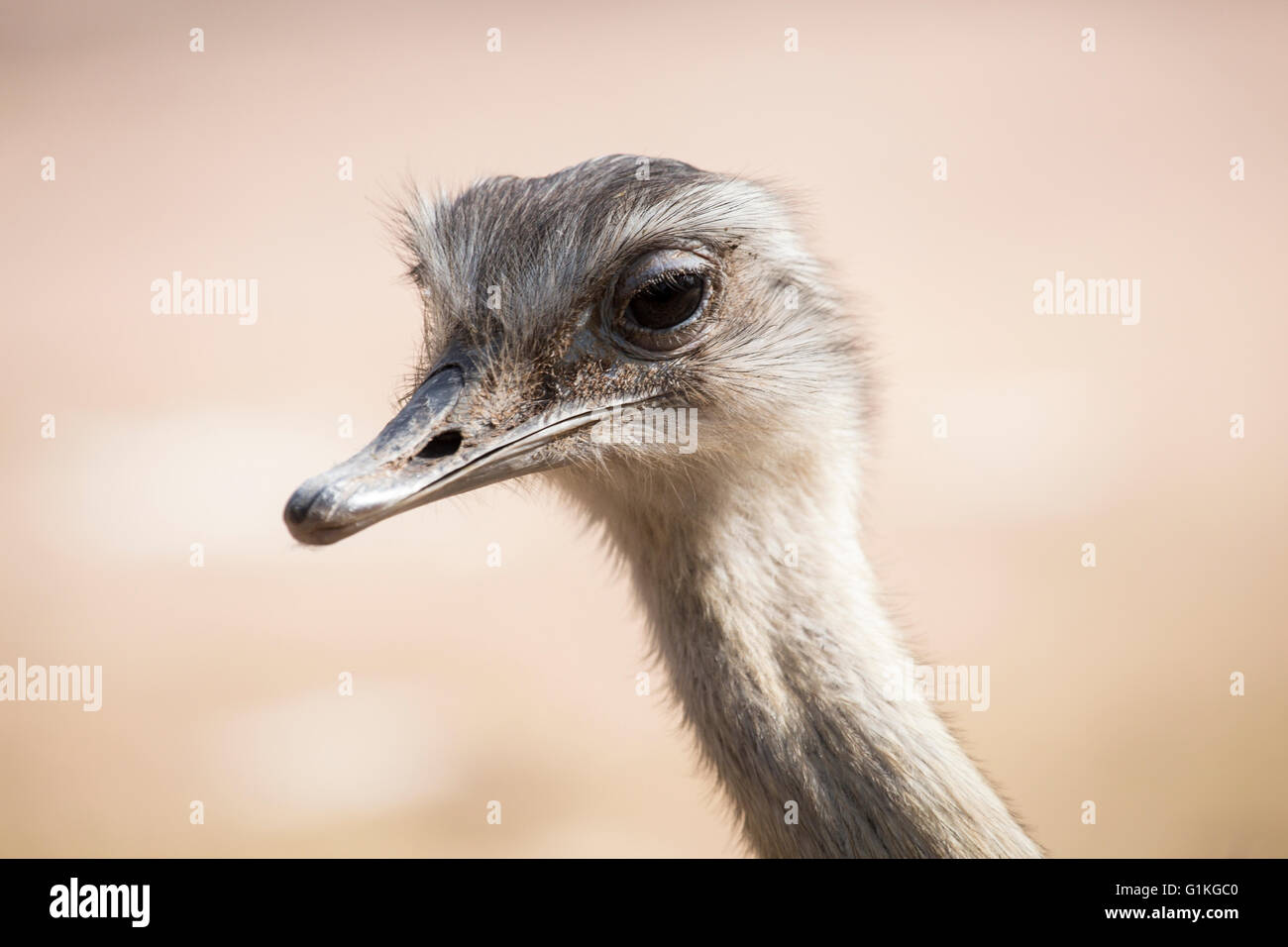 Portrait of a common ostrich, Struthio camelus. Ostrichs are native to ...