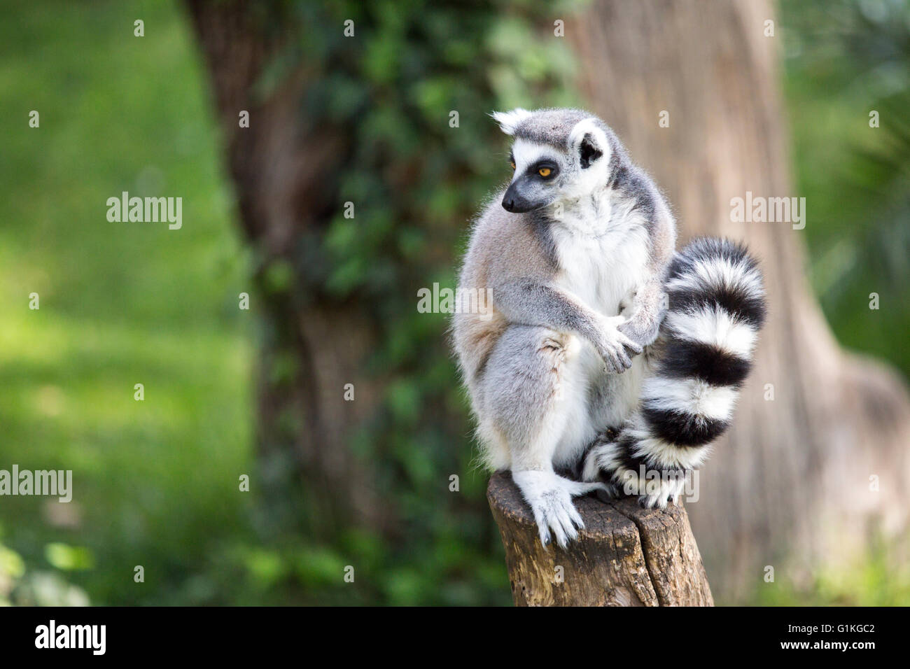 A ring-tailed lemur, Lemur catta, sitting on a log and looking around Stock Photo