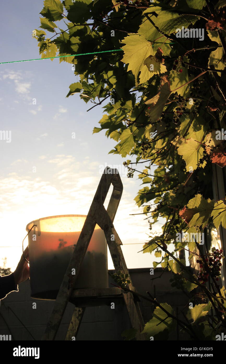 Harvesting wine grapes in northern England Stock Photo Alamy
