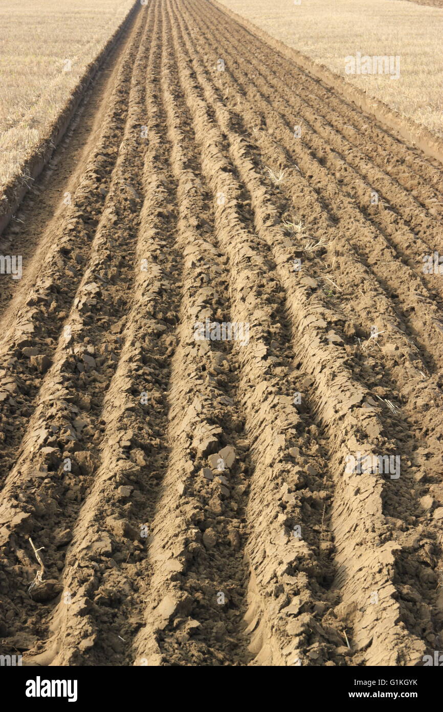 Ploughed field with furrows at ploughing competition. Texture like brown corduroy. Stock Photo