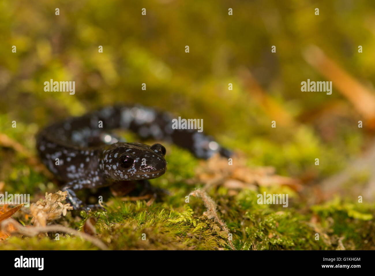 Colorful salamander hires stock photography and images Alamy