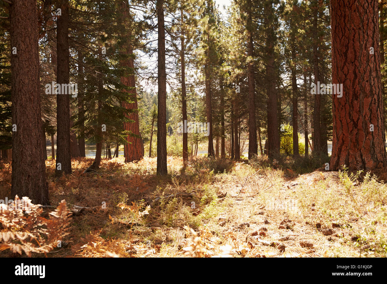 Forest landscape Big Bear, California, USA Stock Photo