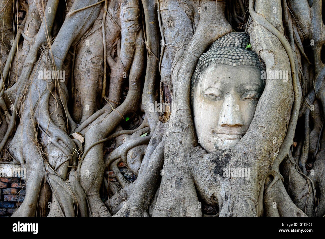 budda head over grown by tree roots Stock Photo