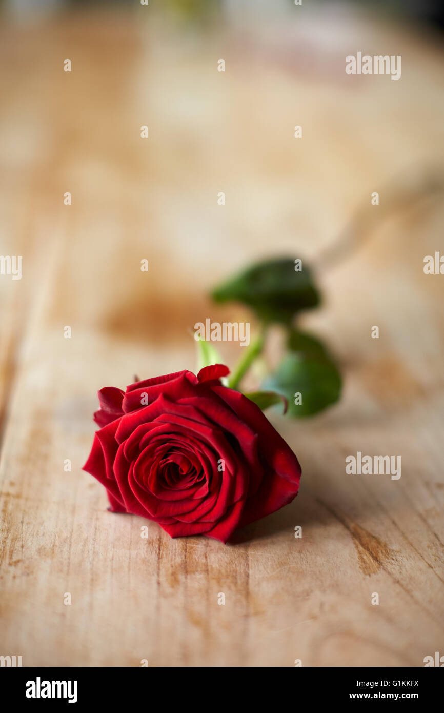 Single Red Rose On Wooden Surface Stock Photo