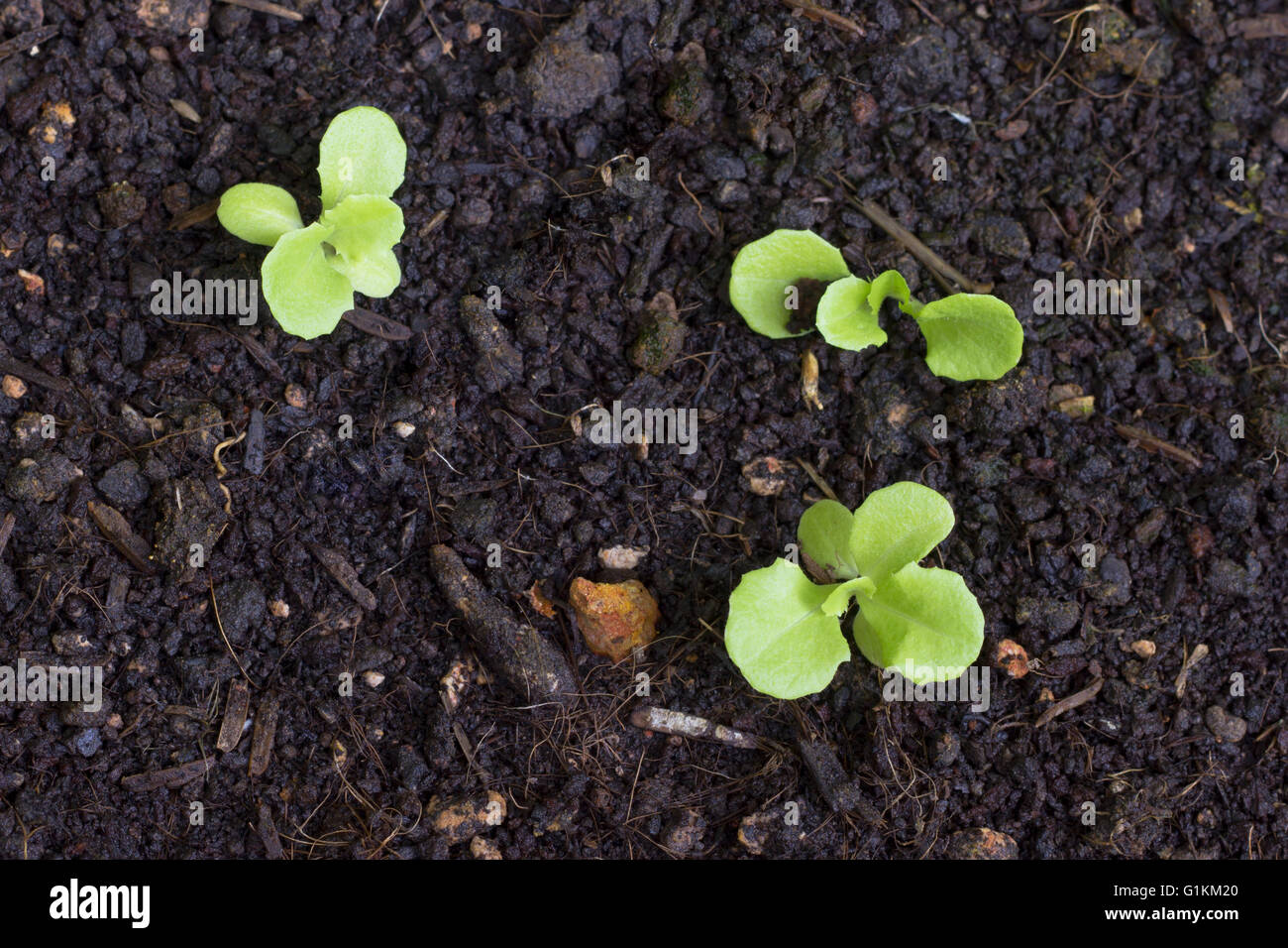 Spring Time Sprout The Young sprout in springtime, Close up Stock Photo - Alamy