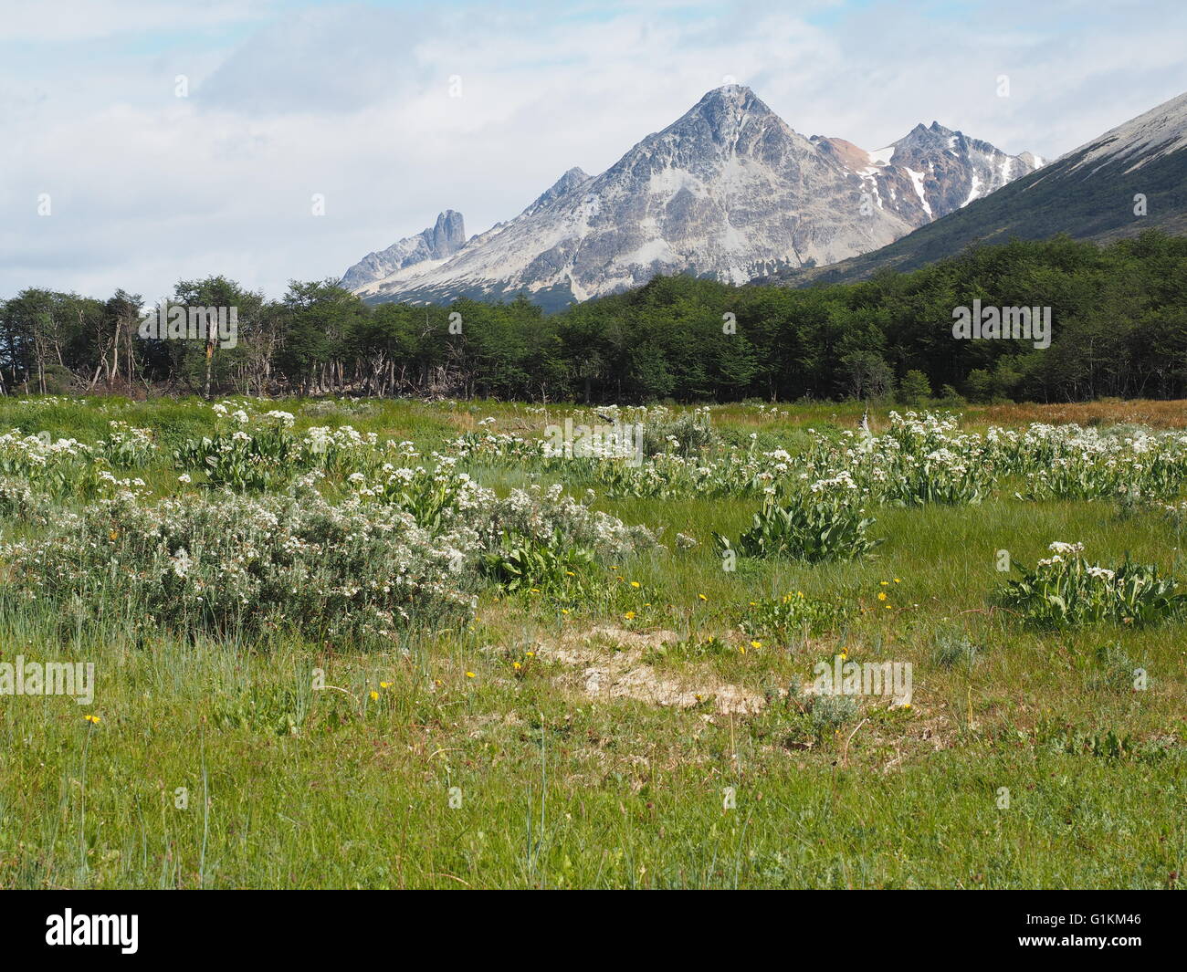 Andes wildflowers hi-res stock photography and images - Alamy