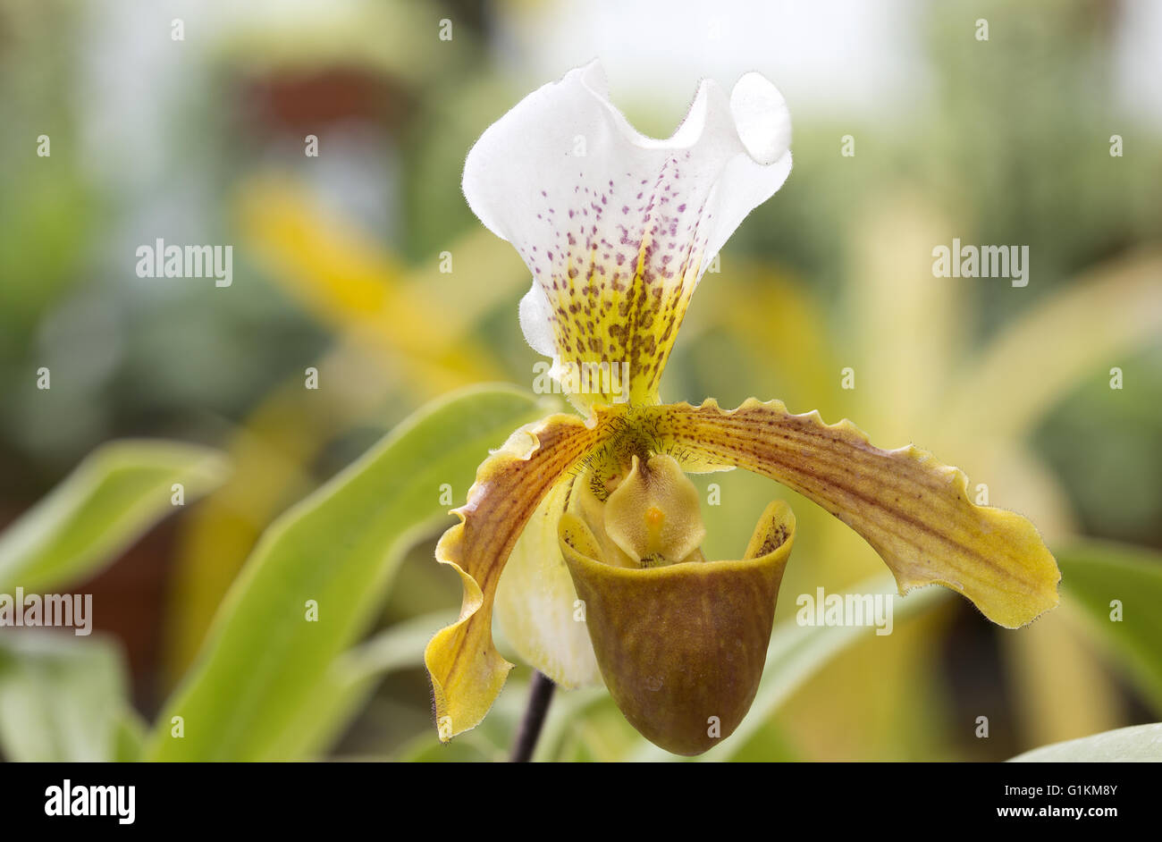 Paphiopedilum exul detail of the flower on blurred background Stock Photo