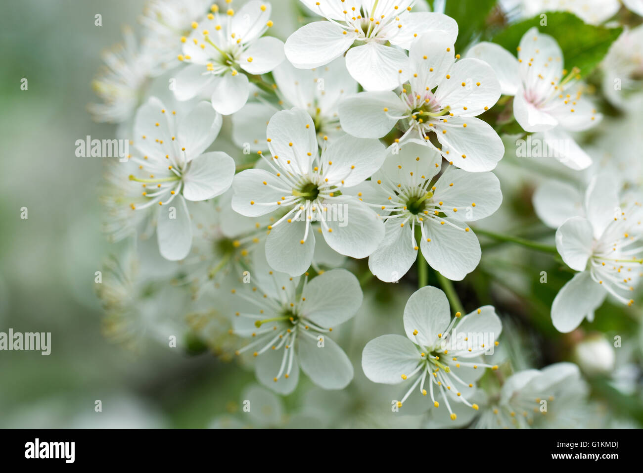 Cherry Flowers with water drops Stock Photo - Alamy