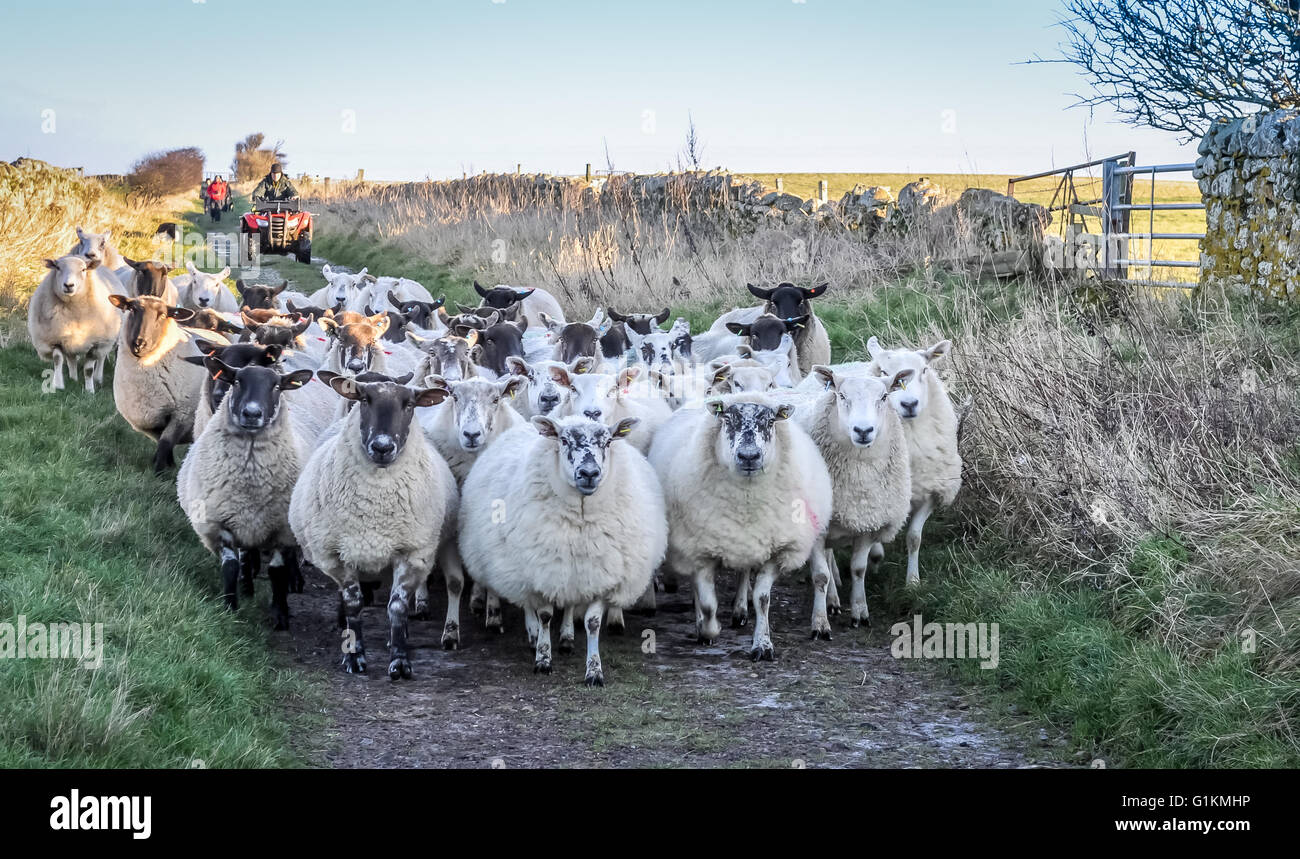 Farmer moving his Sheep Stock Photo