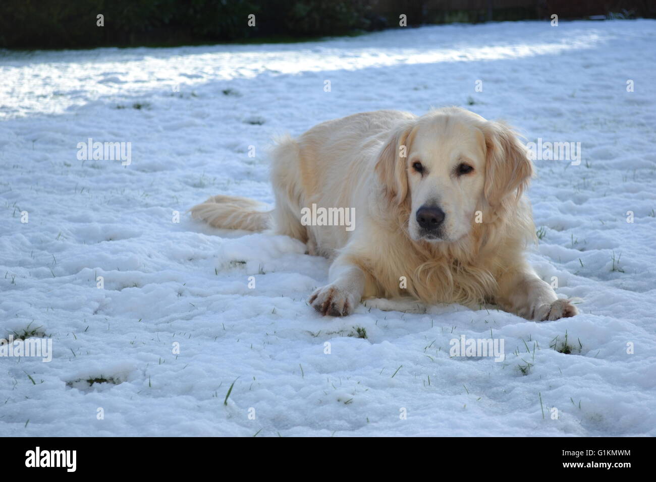 Golden retriever laying in snow Stock Photo - Alamy