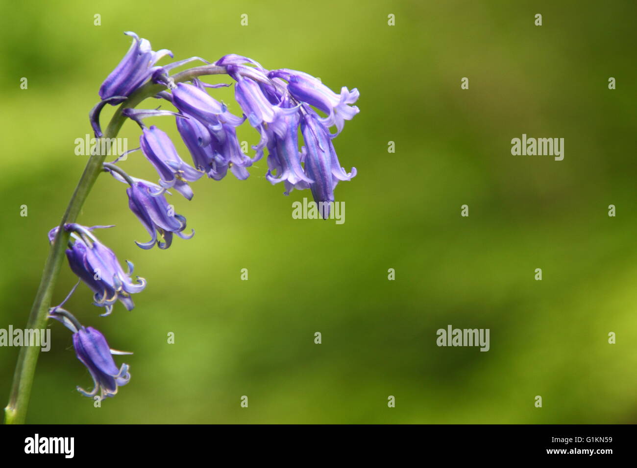A common bluebell (hyacinthoides non-scripta) blooms beneath the tree canopy in  an ancient woodland in Derbyshire England UK Stock Photo