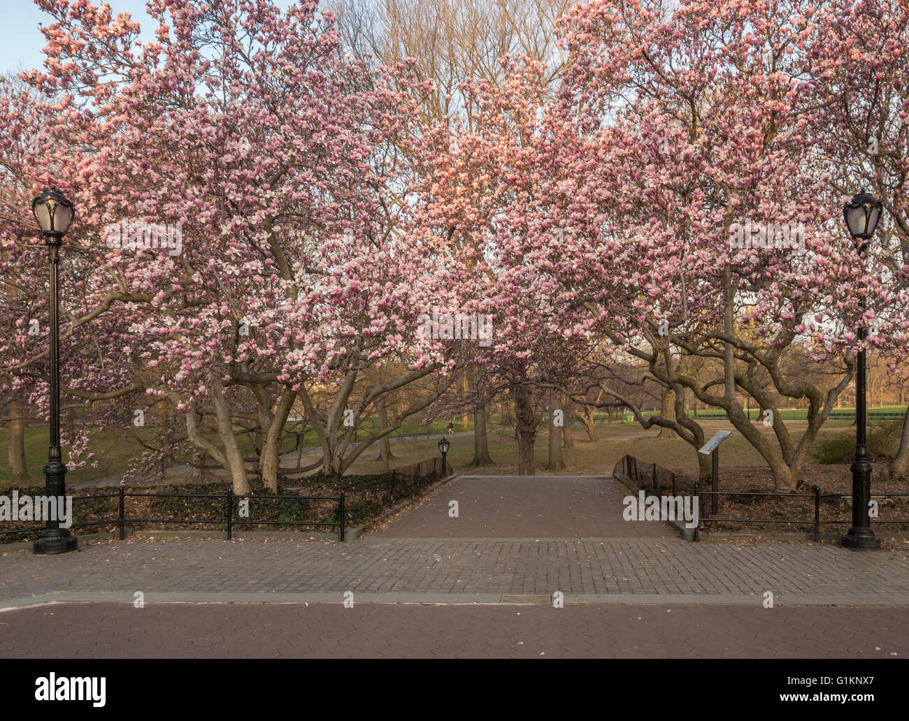 Central Park, New York City Magnolia tree in early spring Stock Photo ...