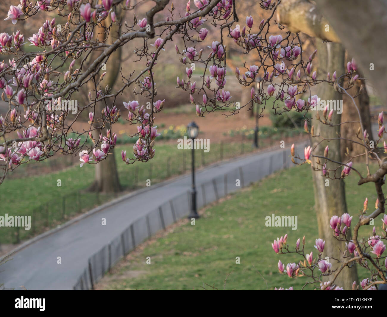 Magnolia tree bench hi-res stock photography and images - Alamy