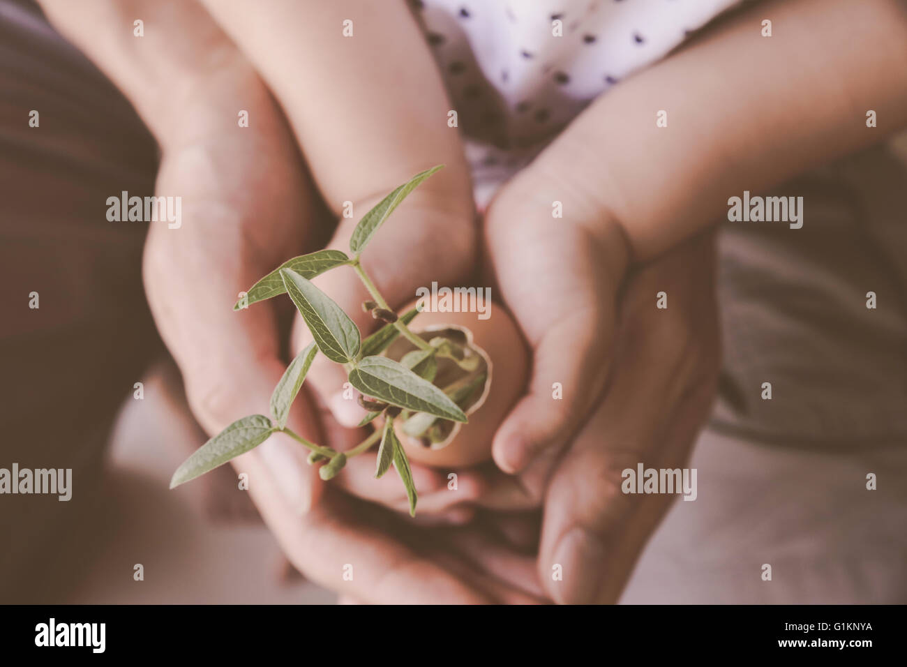 child and parents hands holding young plants in eggshell,soft selective focus Stock Photo