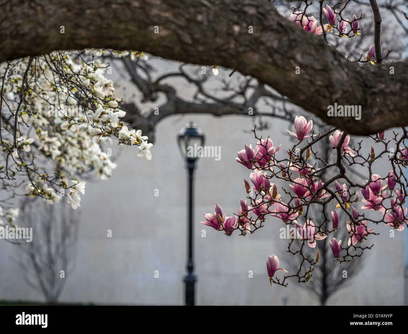 Magnolia soulangeana ,saucer magnolia is a hybrid plant in the genus