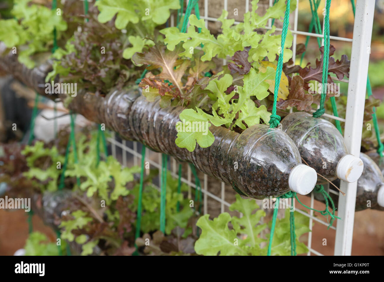 growing lettuce in used plastic bottles, reuse recycle eco concept Stock Photo