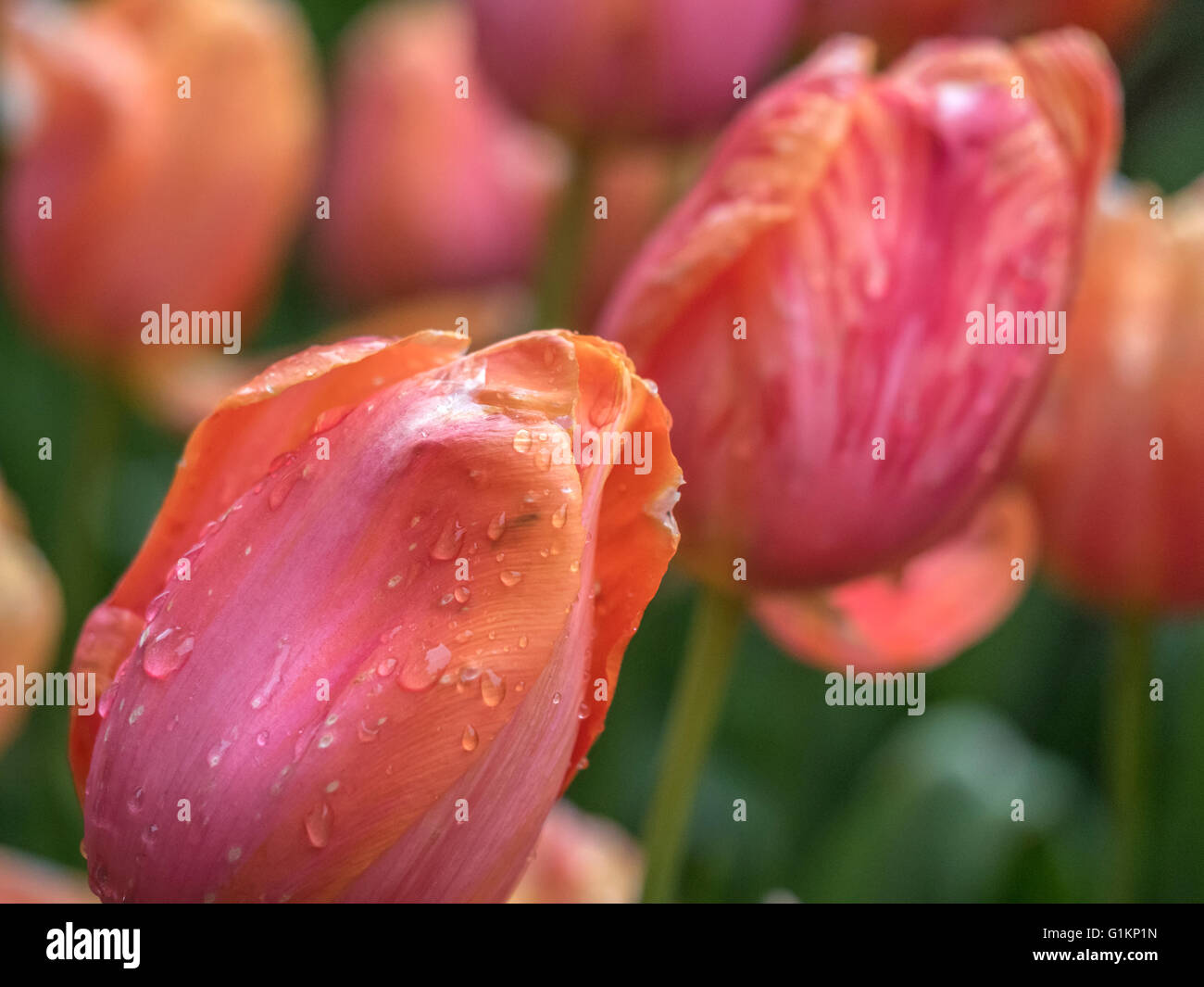 The tulip is a perennial, bulbous plant with showy flowers in the genus Tulipa Stock Photo Alamy