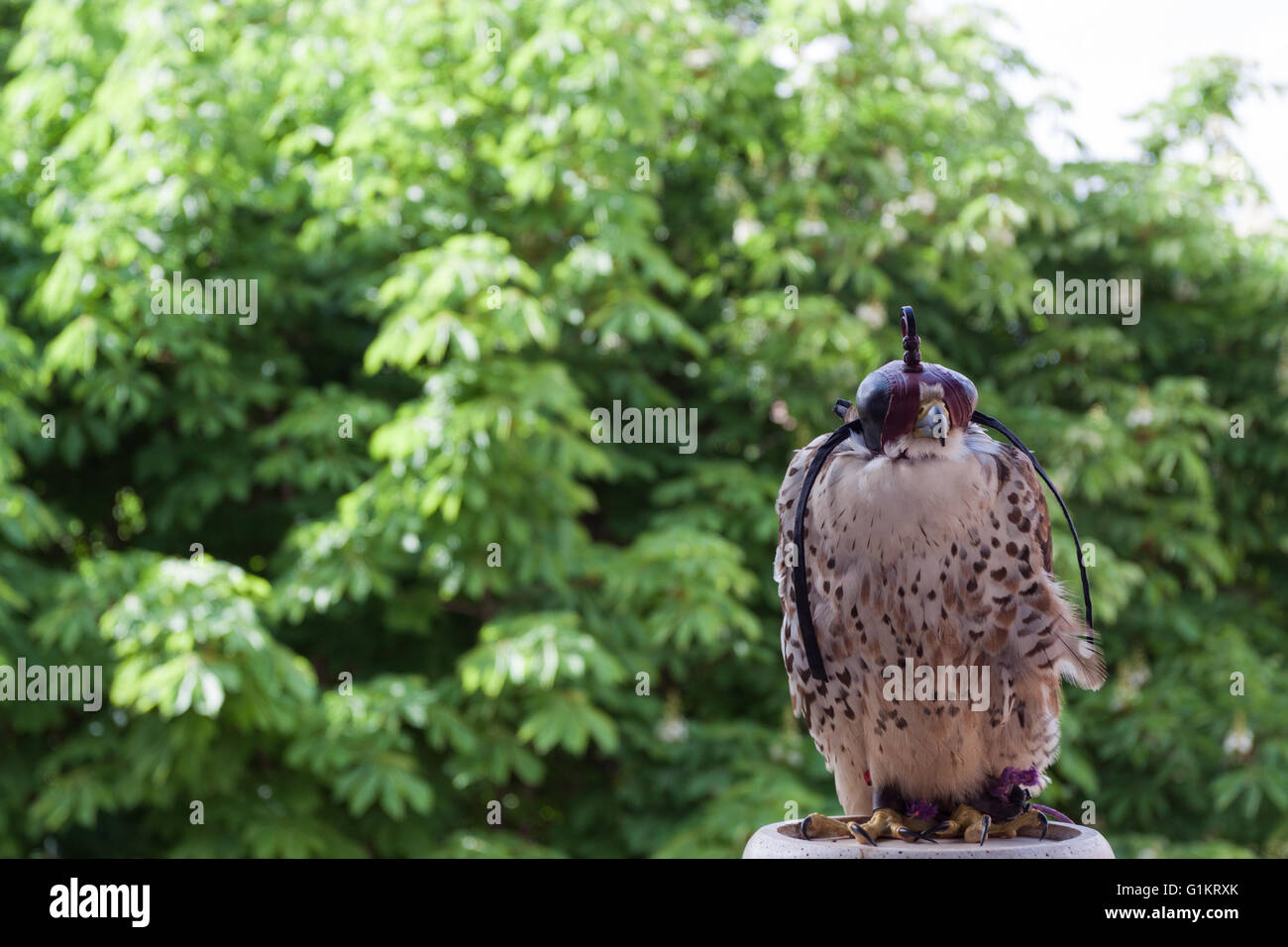 Expert falconer and splendid specimens of rapacious. Vigevano, Lombardy. Italy Stock Photo